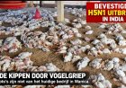Vogelgriep kip: Geen paniek, wel actie 