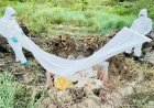 Vogelgriep bevestigd op pluimveebedrijf, LVV scherpt aanpak aan