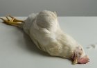 Pluimveesector op scherp na vermoedelijke vogelgriep in Sophia’s Lust