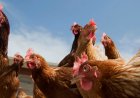 Vermoedelijke vogelgriep vastgesteld op één locatie in Sophia’s Lust