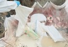 Nasleep vogelgriep: veiligheid en communicatie moeten beter