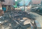 Rode haan kraait twee dagen na elkaar in Boven-Suriname