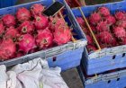 Dragonfruit teelt in Suriname maakt sterke groei door 