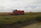 Rijstboeren slaan alarm: productie zakt verder weg