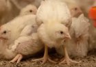 Strikte controles en inspecties in omliggend gebied waar vogelgriepbesmetting is vastgesteld