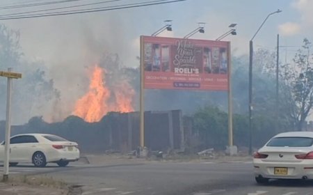 Brandweeractie tegen bijen veroorzaakt brand in Oranjetuin