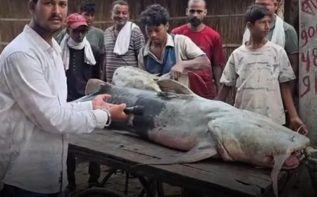 Vreemde vissen in de rivier