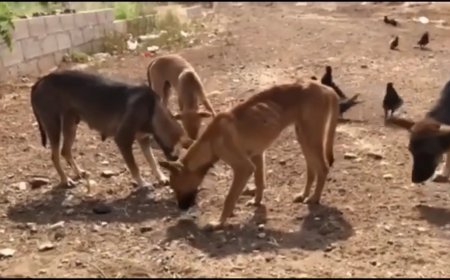 Bewoners Makhuisenstraat bezorgd over gedumpte honden