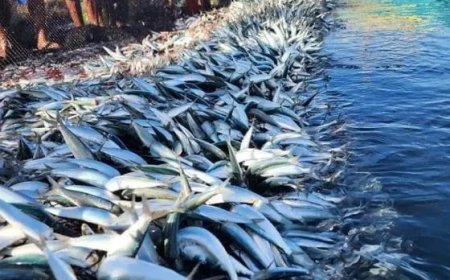 LVV: Geen 200 nieuwe Venezolaanse vissersboten in Surinaamse wateren