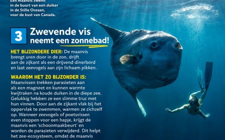 Zwevende vis neemt een zonnebad