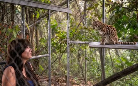 Het katje dat niemand herkende: Bolivia ontdekt nieuwe wilde kattensoort