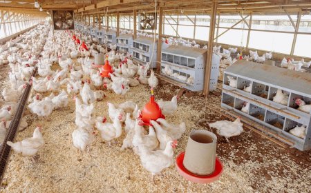Hogere sterfte onder slachtkippen vastgesteld: hitte en pluimveeziekten mogelijke oorzaken