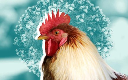 Vogelgriep vastgesteld op pluimveebedrijf in Wanica