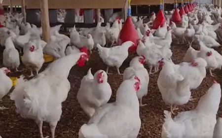 Vogelgriep in Suriname: Mogelijk desastreuze gevolgen voor pluimveesector