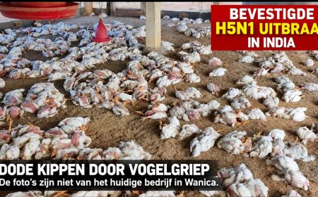 Vogelgriep kip: Geen paniek, wel actie 