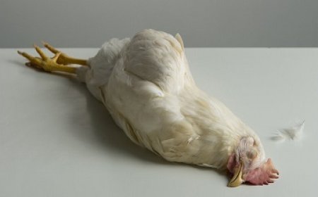 Pluimveesector op scherp na vermoedelijke vogelgriep in Sophia’s Lust
