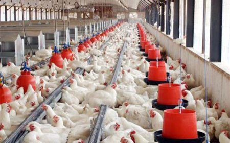 Meer dan 6.000 kippen overleden door vogelgriep op bedrijf in Wanica