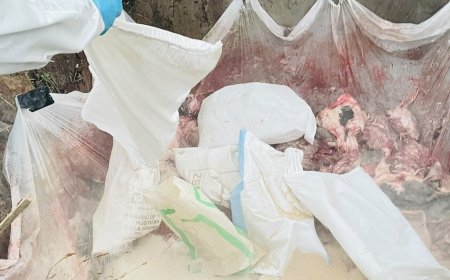 Vogelgriep in Suriname: buitenlandse tests moeten variant uitwijzen