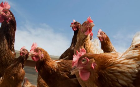 Vermoedelijke vogelgriep vastgesteld op één locatie in Sophia’s Lust