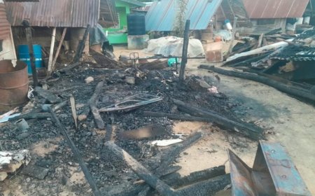 Rode haan kraait twee dagen na elkaar in Boven-Suriname