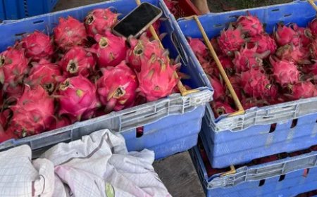 Dragonfruit teelt in Suriname maakt sterke groei door 