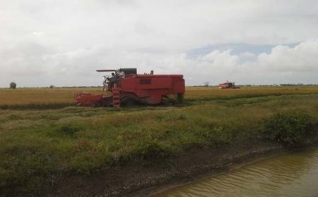 Rijstboeren slaan alarm: productie zakt verder weg