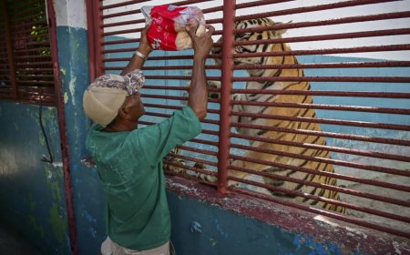 Cubaanse dierentuin en haar dieren verwikkeld in strijd om te overleven