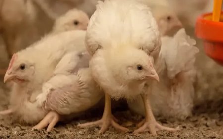 Strikte controles en inspecties in omliggend gebied waar vogelgriepbesmetting is vastgesteld