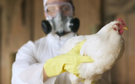 Aanpak vogelgriep volgens draaiboek zegt NCCR