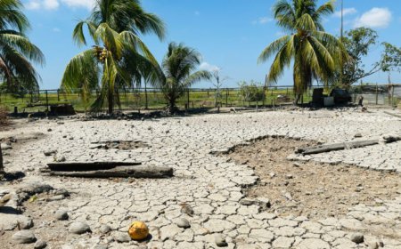 Rijstboeren pleiten voor aanpak waterbeheer en uitvoering Waterschapswet