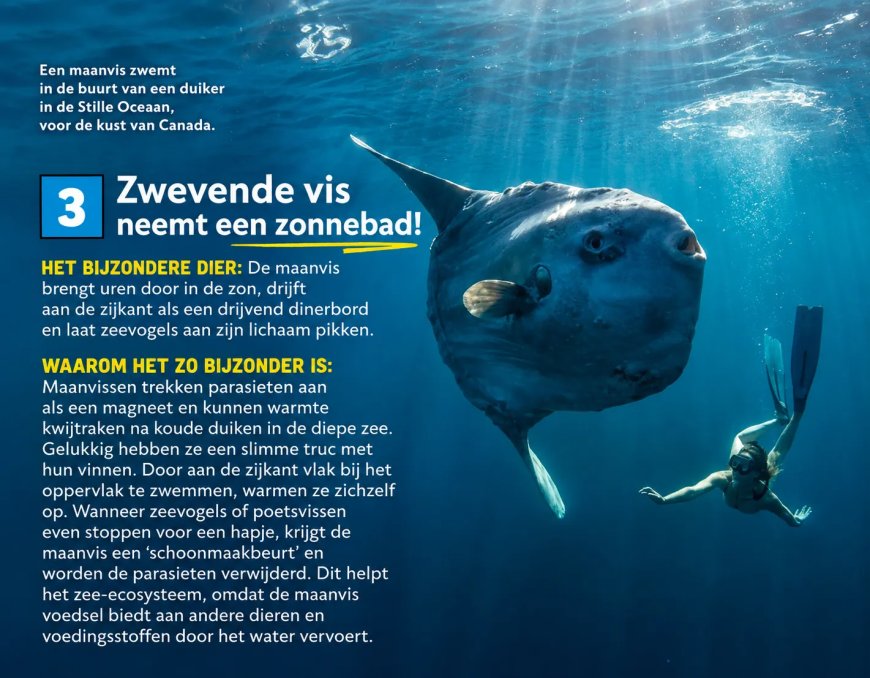 Zwevende vis neemt een zonnebad