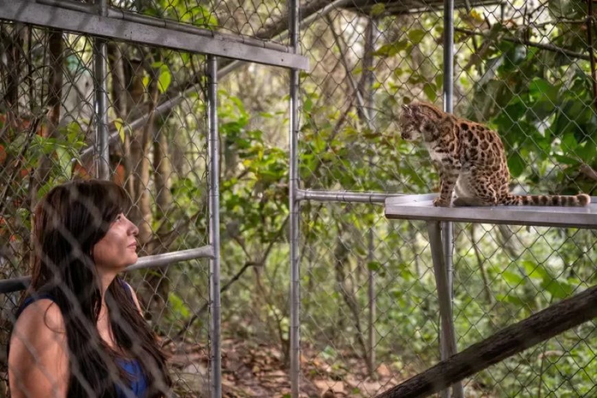Het katje dat niemand herkende: Bolivia ontdekt nieuwe wilde kattensoort