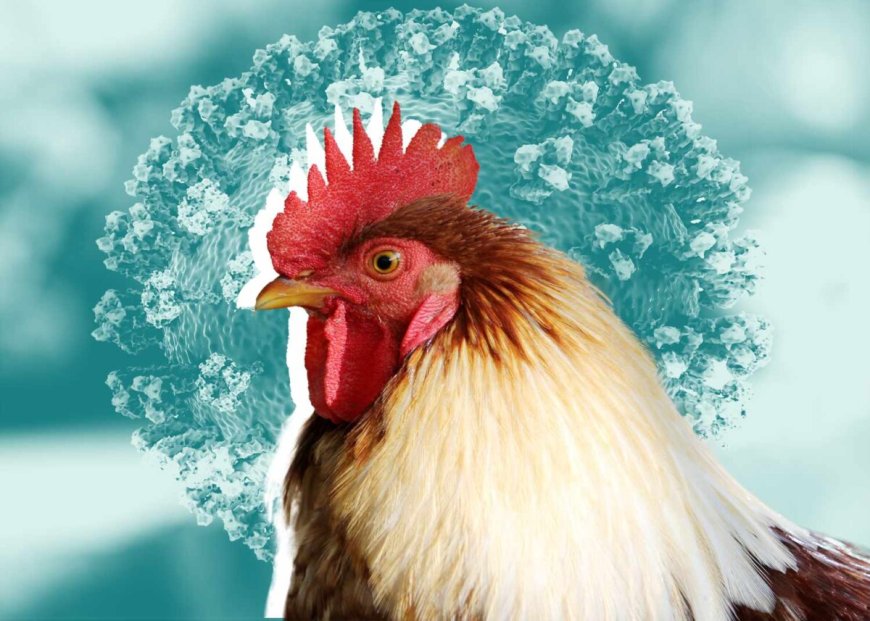Vogelgriep vastgesteld op pluimveebedrijf in Wanica