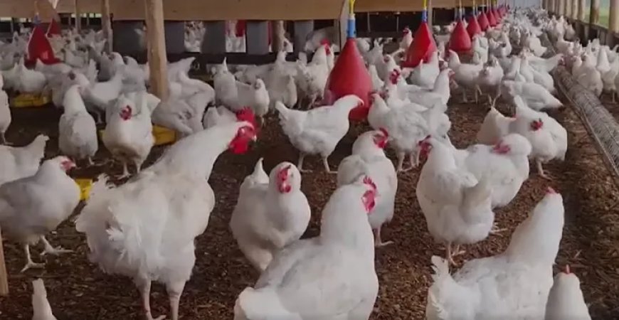 Vogelgriep in Suriname: Mogelijk desastreuze gevolgen voor pluimveesector
