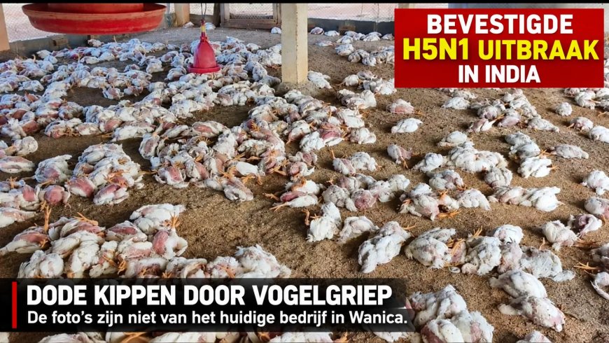 Vogelgriep kip: Geen paniek, wel actie 