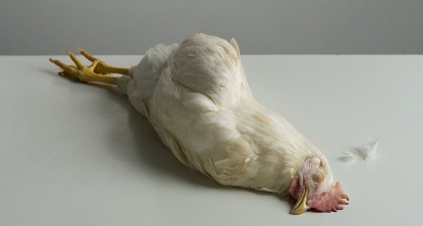 Pluimveesector op scherp na vermoedelijke vogelgriep in Sophia’s Lust