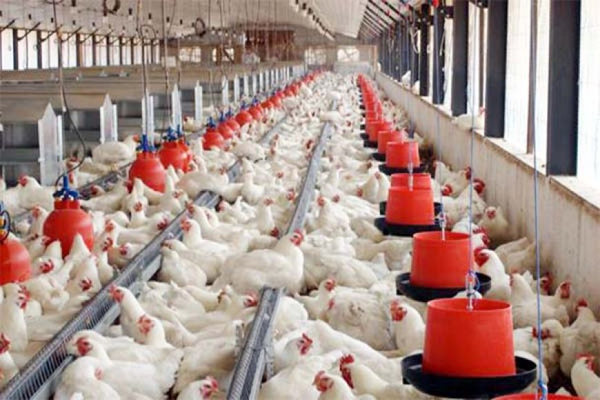 Meer dan 6.000 kippen overleden door vogelgriep op bedrijf in Wanica