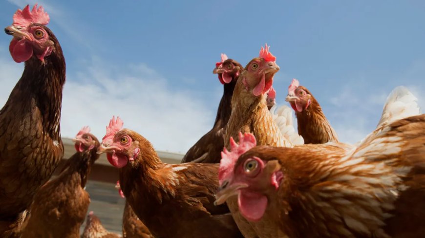 Vermoedelijke vogelgriep vastgesteld op één locatie in Sophia’s Lust