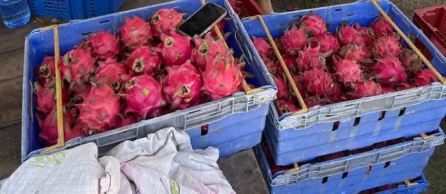 Dragonfruit teelt in Suriname maakt sterke groei door 