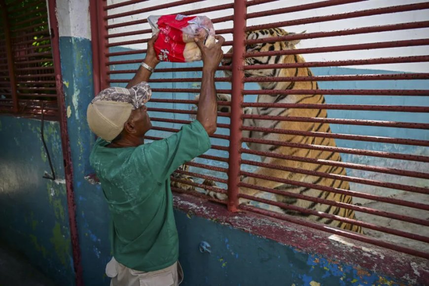Cubaanse dierentuin en haar dieren verwikkeld in strijd om te overleven
