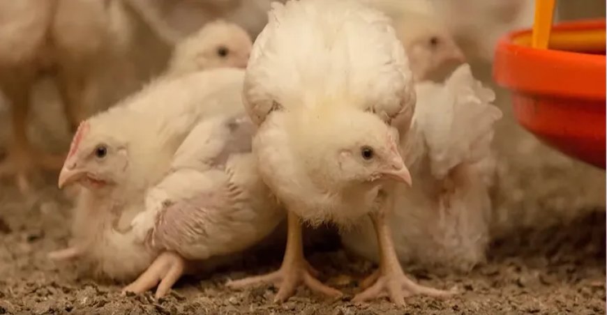 Strikte controles en inspecties in omliggend gebied waar vogelgriepbesmetting is vastgesteld