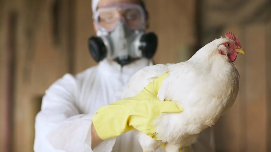 Aanpak vogelgriep volgens draaiboek zegt NCCR