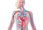 Cardioloog waarschuwt voor toenemende hart- en vaatziekten onder jongeren