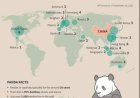 Panda’s als ambassadeurs van China