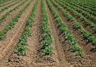 IS LANDBOUW AL DE BASIS VAN VOEDSELZEKERHEID IN SURINAME?