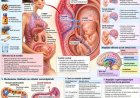Giftige metalen en de cognitief-emotionele ontwikkeling van het kind (3)