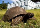 Reuzenschildpad van 194 jaar verbaast wetenschappers