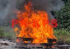 Politie vernietigt 155 kilogram drugs in Para