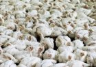 Gajadien en Parmessar willen duidelijkheid over vogelgriep en aanpak pluimveebedrijven