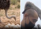 WIST U DAT: Japanse tv-zender onderzocht of struisvogels van kale mannen houden?
